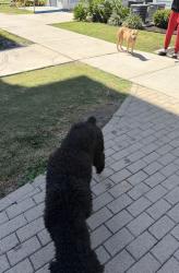 Found/Stray Male Dog last seen  Nile and McCardle, Corpus Christi, TX 78412