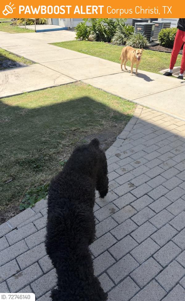 Found/Stray Male Dog last seen  Nile and McCardle, Corpus Christi, TX 78412