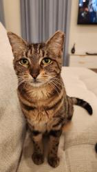 Lost Female Cat last seen Hillcrest Valley Blvd/Chancellor Road in Persimmon Park, Wesley Chapel, FL 33543