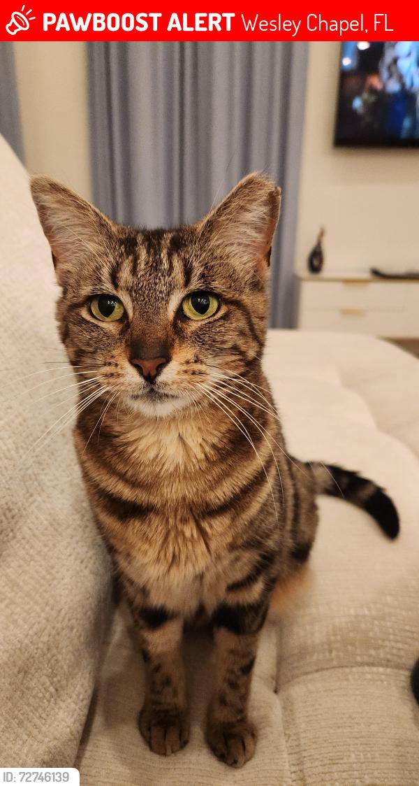 Lost Female Cat last seen Hillcrest Valley Blvd/Chancellor Road in Persimmon Park, Wesley Chapel, FL 33543