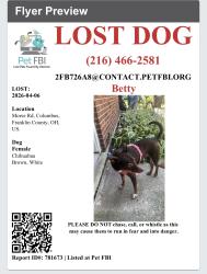 Lost Female Dog last seen morse and karl rd, Columbus, OH 43215