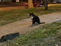 Found/Stray Unknown Cat last seen Daisy ave , Baltimore, MD 21227