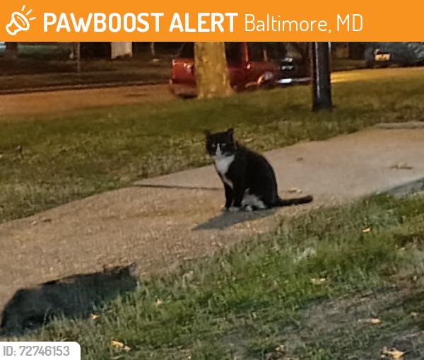 Found/Stray Unknown Cat last seen Daisy ave , Baltimore, MD 21227