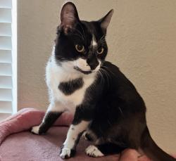 Lost Male Cat last seen Near Cheyenne Ave , San Antonio, TX 78207