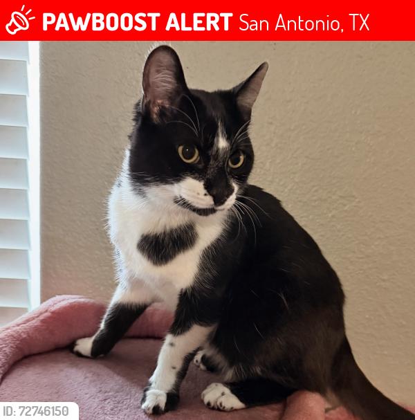Lost Male Cat last seen Near Cheyenne Ave , San Antonio, TX 78207