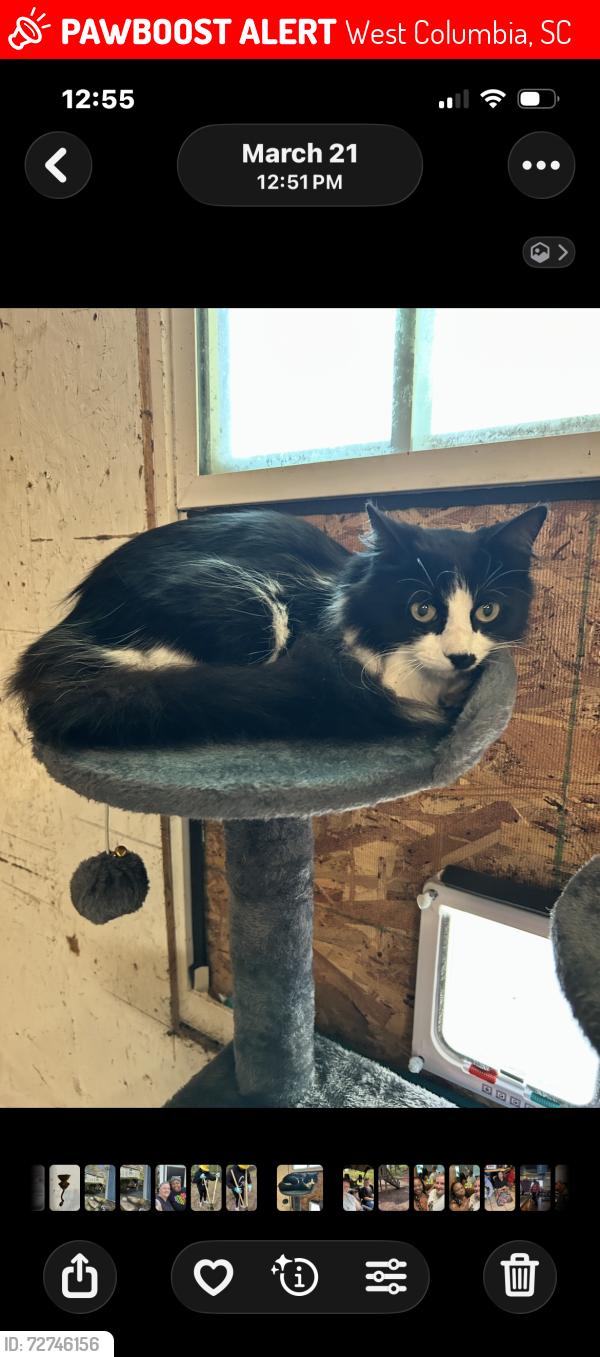 Lost Female Cat last seen Quail hollow, West Columbia, SC 29169