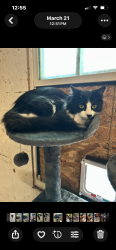 Lost Female Cat last seen Quail hollow, West Columbia, SC 29169