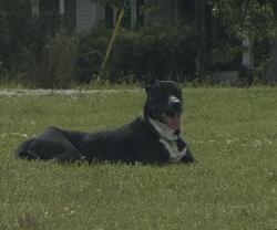 Found/Stray Male Dog last seen Near and Grissom , Myrtle Beach, SC 29577