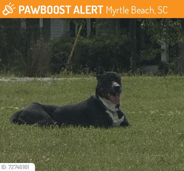 Found/Stray Male Dog last seen Near and Grissom , Myrtle Beach, SC 29577