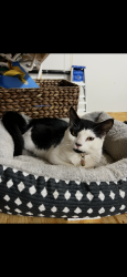 Lost Female Cat last seen Boat Club Road area , Belmont, NC 28012