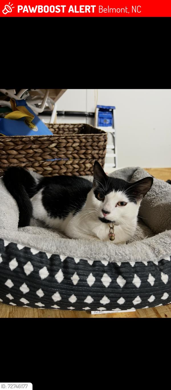 Lost Female Cat last seen Boat Club Road area , Belmont, NC 28012