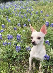 Lost Male Dog last seen Near E Spreading Oak Dr, Houston, TX 77076