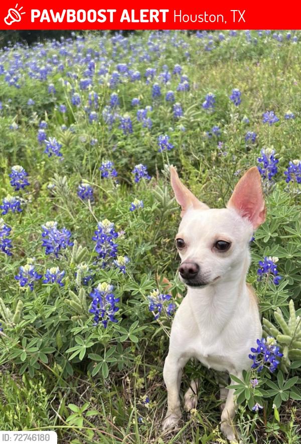 Lost Male Dog last seen Near E Spreading Oak Dr, Houston, TX 77076