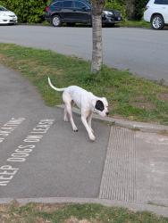 Found/Stray Male Dog last seen Blue Heron lake at the top of the stairs that lead down to the Tea Garden, San Francisco, CA 94118