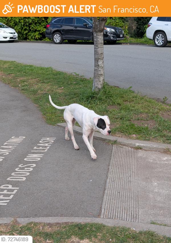 Found/Stray Male Dog last seen Blue Heron lake at the top of the stairs that lead down to the Tea Garden, San Francisco, CA 94118