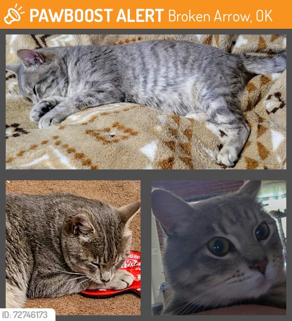 Found/Stray Male Cat last seen 71st & Lynn Lane, E Elgin Pl & N 10th St, Broken Arrow, OK 74012