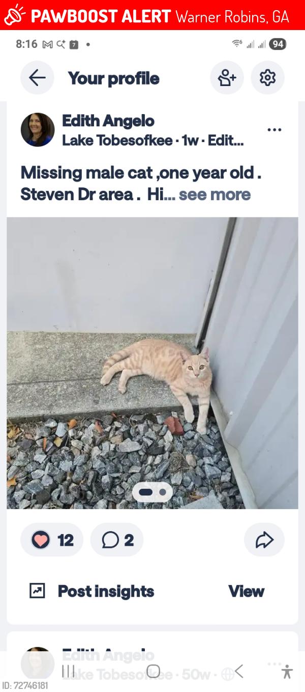 Lost Male Cat last seen Mr Davis Lawn care,hitched a ride inside the bed, Warner Robins, GA 31088