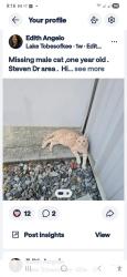 Lost Male Cat last seen Mr Davis Lawn care,hitched a ride inside the bed, Warner Robins, GA 31088