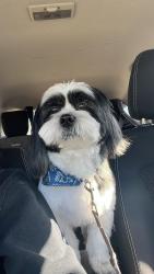 Lost Male Dog last seen Chavron gas station , בייקרספילד, CA 93301