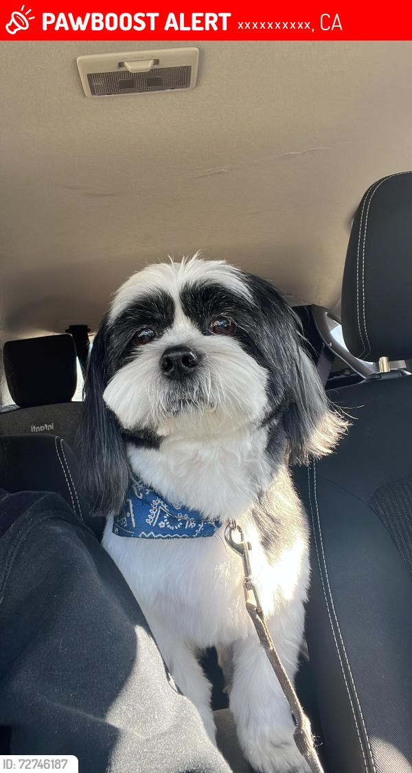 Lost Male Dog last seen Chavron gas station , בייקרספילד, CA 93301