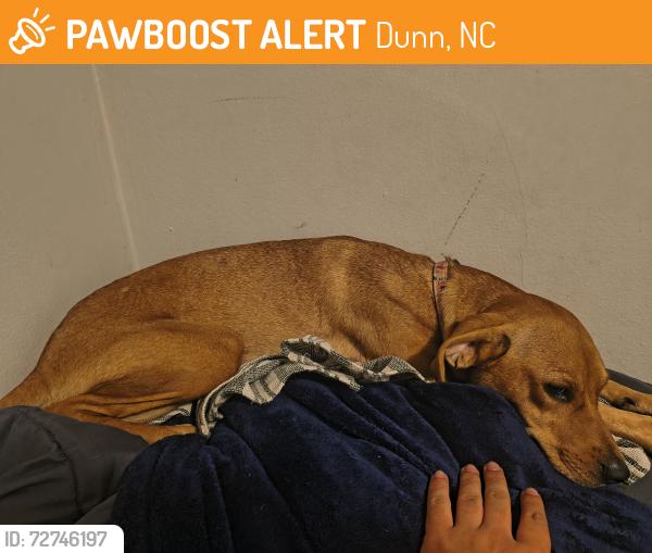 Found/Stray Female Dog last seen Walmart , Dunn, NC 28334