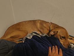 Found/Stray Female Dog last seen Walmart , Dunn, NC 28334