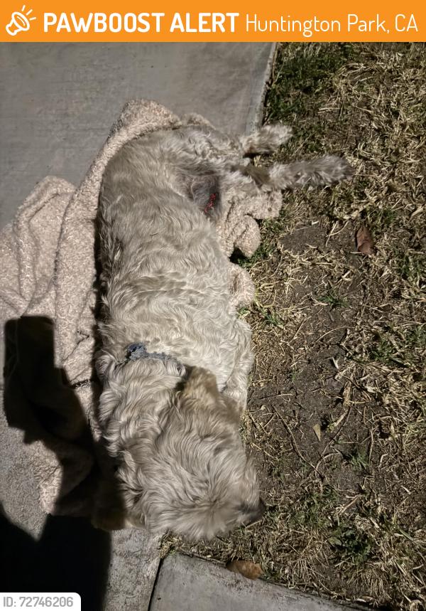 Found/Stray Unknown Dog last seen Hill St and Salt Lake Ave , Huntington Park, CA 90255