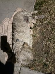 Found/Stray Unknown Dog last seen Hill St and Salt Lake Ave , Huntington Park, CA 90255
