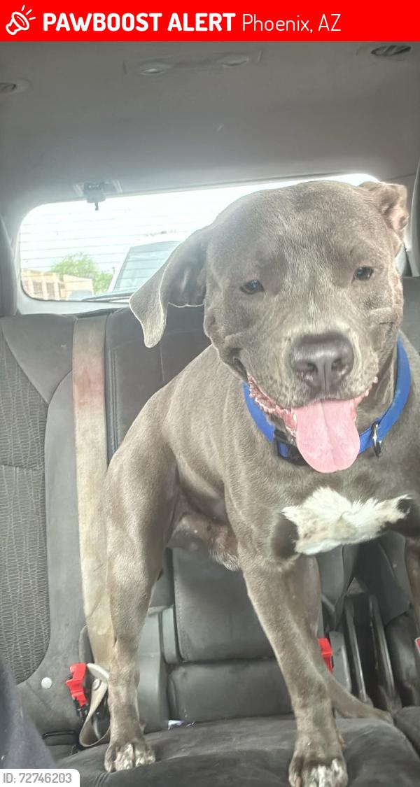 Lost Male Dog last seen I-17 and Organgewood, Phoenix, AZ 85021