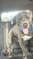 Lost Male Dog last seen I-17 and Organgewood, Phoenix, AZ 85021