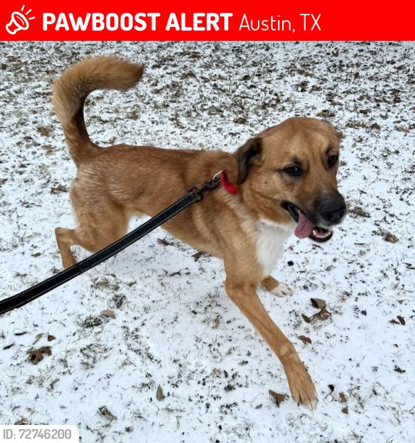 Lost Male Dog last seen Austin Humane Society, Austin, TX 78701