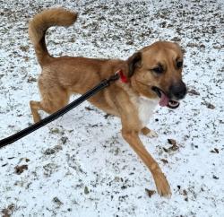 Lost Male Dog last seen Austin Humane Society, Austin, TX 78701