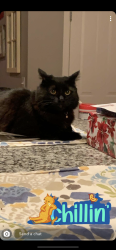 Lost Male Cat last seen Bellevue Air Field, Bellevue, WA 98006