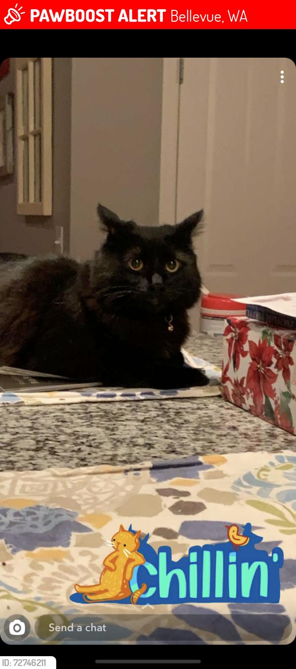 Lost Male Cat last seen Bellevue Air Field, Bellevue, WA 98006