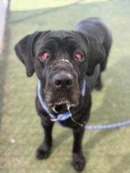 Shelter Stray Female Dog last seen , Los Angeles, CA 90025