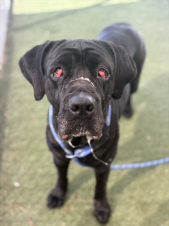 Shelter Stray Female Dog last seen , Los Angeles, CA 90025