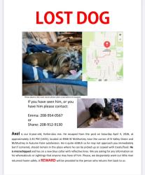 Lost Male Dog last seen black cat and ustick, Meridian, ID 83646