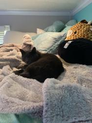 Lost Male Cat last seen Meadowmont Neighborhood, Austin/Dowell/Forest Green/Kildare etc., Cary, NC 27511