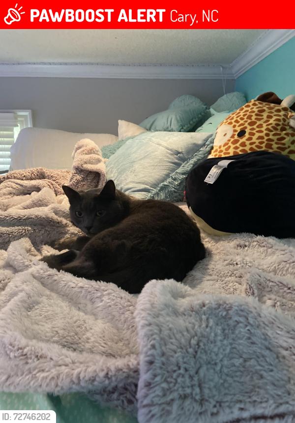 Lost Male Cat last seen Meadowmont Neighborhood, Austin/Dowell/Forest Green/Kildare etc., Cary, NC 27511
