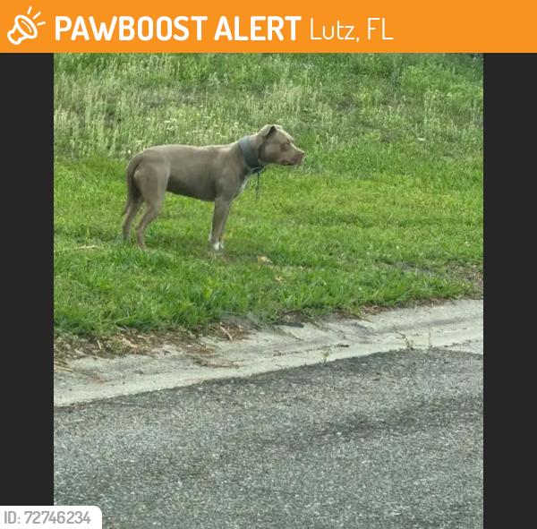 Found/Stray Female Dog last seen Victarra circle and Livingston , Lutz, FL 33559