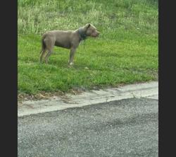 Found/Stray Female Dog last seen Victarra circle and Livingston , Lutz, FL 33559