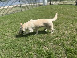Found/Stray Female Dog last seen Boat Club by Legacy Baptist Church, Fort Worth, TX 76135