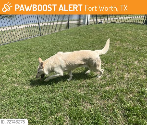 Found/Stray Female Dog last seen Boat Club by Legacy Baptist Church, Fort Worth, TX 76135
