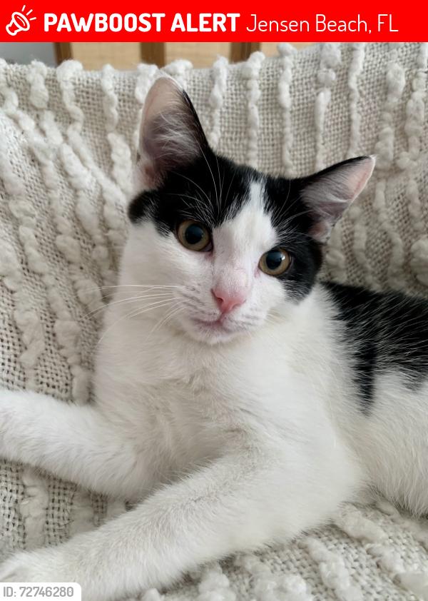 Lost Male Cat last seen Off Savannah Road; near the church and the dunes , Jensen Beach, FL 34957