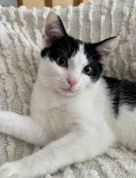 Lost Male Cat last seen Off Savannah Road; near the church and the dunes , Jensen Beach, FL 34957