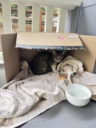 Found/Stray Unknown Cat last seen MLK / FARGO, Portland, OR 97212