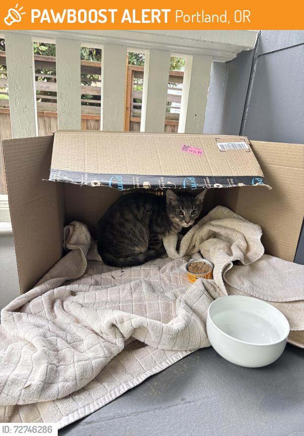 Found/Stray Unknown Cat last seen MLK / FARGO, Portland, OR 97212