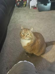 Lost Male Cat last seen 288th and 216th , Black Diamond, WA 98010