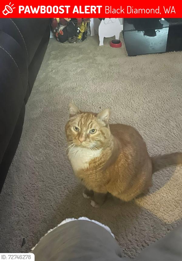 Lost Male Cat last seen 288th and 216th , Black Diamond, WA 98010