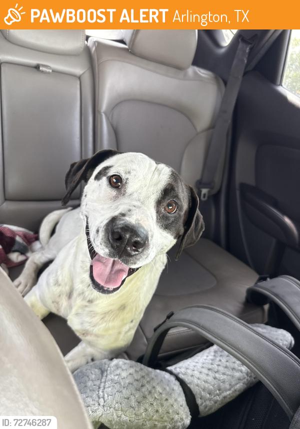 Found/Stray Male Dog last seen Veterans park, Arlington, TX 76016